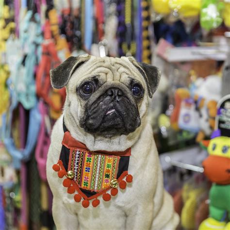 are pugs eaten in china